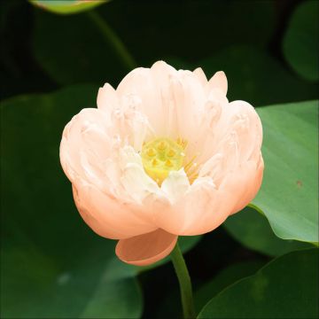 Nelumbo Pygmaea Cream - Fior di loto