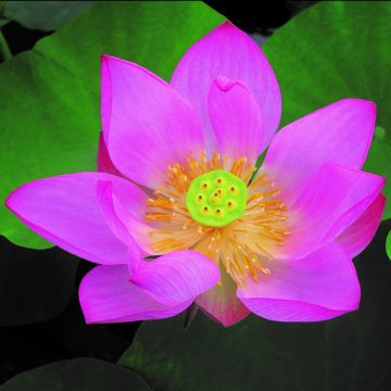 Nelumbo Pygmaea Red - Fior di loto