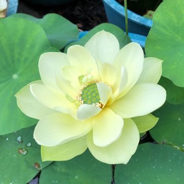 Nelumbo Pygmaea Yellow - Fior di loto