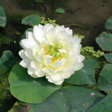 Nelumbo nucifera White - Fior di loto