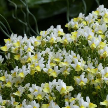 Nemesia Fairy Kisses Citrine