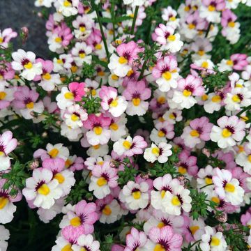 Nemesia Sunsatia Plus Lychee