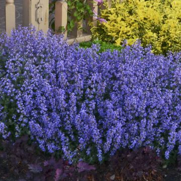 Nepeta faassenii Cat's Pajamas