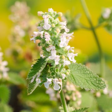 Nepeta cataria Citriodora - Gattaia comune