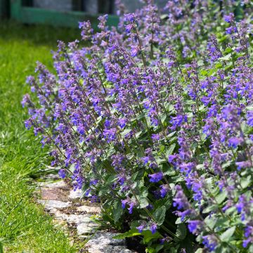 Nepeta faassenii - Erba dei gatti