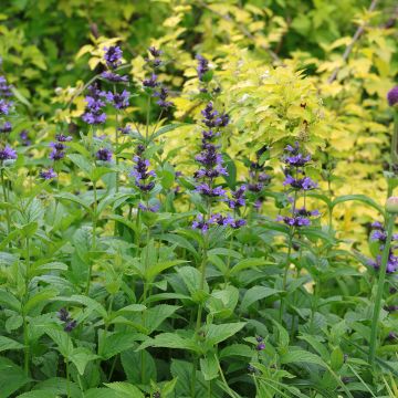 Nepeta kubanica