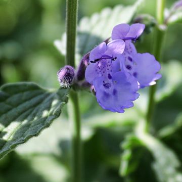 Nepeta mussini - Erba dei gatti