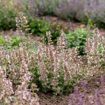 Nepeta racemosa Amelia - Chataire