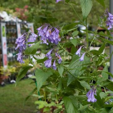 Nepeta subsessilis Laufen