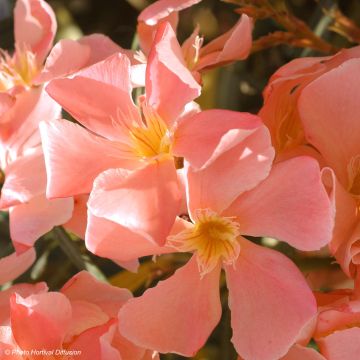 Nerium oleander Salmone - Oleandro