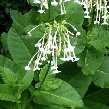 Nicotiana sylvestris Only the Lonely