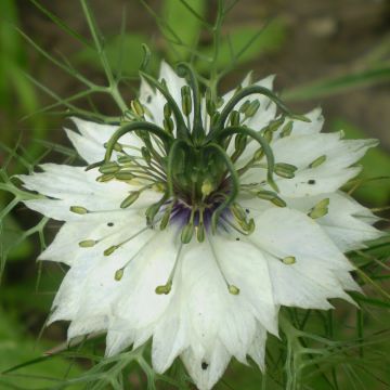 Nigella damascena Miss Jekyll Alba - Damigella scapigliata