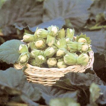 Nocciòlo Fertile de Coutard