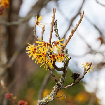 Hamamelis mollis Pallida - Amamelide cinese