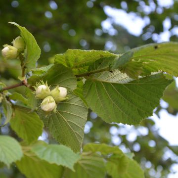 Corylus maxima Géant de Halle - Nocciolo lungo