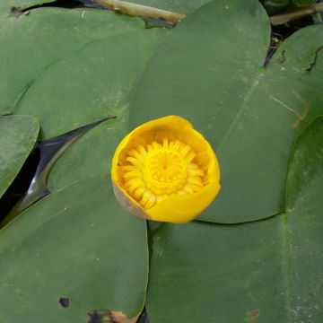 Nuphar lutea - Ninfea gialla