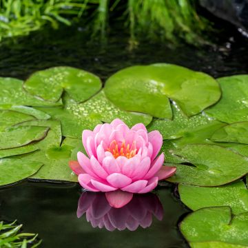 Nymphaea American Star