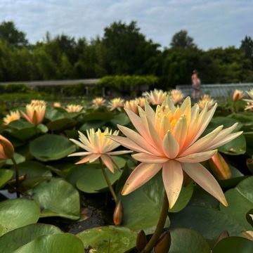 Nymphaea Barbara Davies