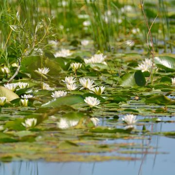 Nymphaea candida - Ninfea comune