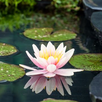 Nymphaea Comanche