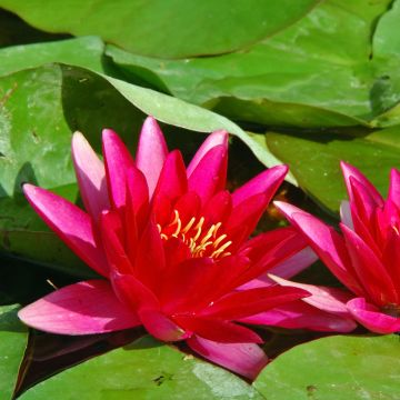 Nymphaea Escarboucle