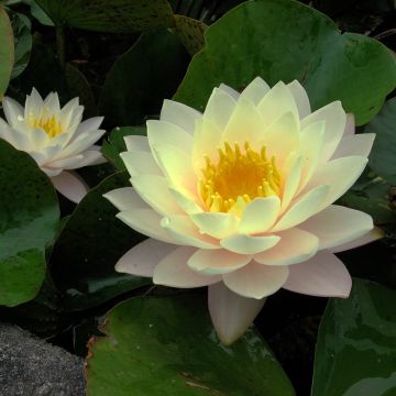 Nymphaea Florida Sunset