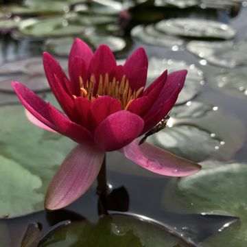 Nymphaea Froebelii