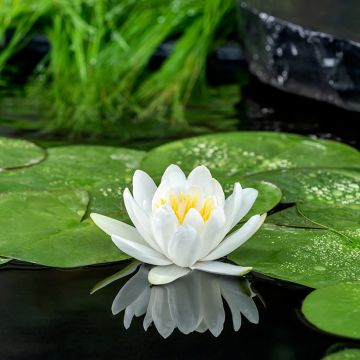 Nymphaea Gladstoniana