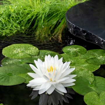 Nymphaea Gonnère