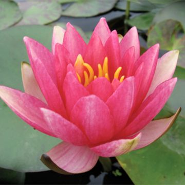 Nymphaea Gypsy