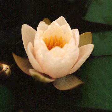 Nymphaea Lactea