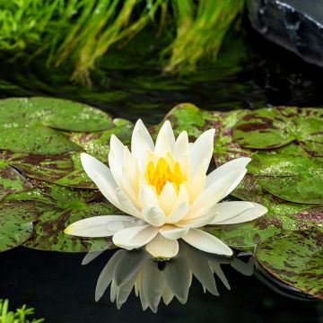 Nymphaea Lemon Mist