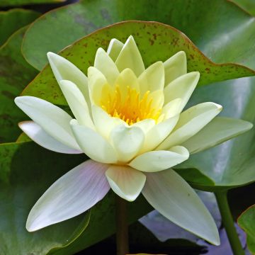 Nymphaea Marliacea Chromatella