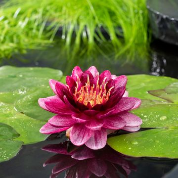 Nymphaea Almost Black