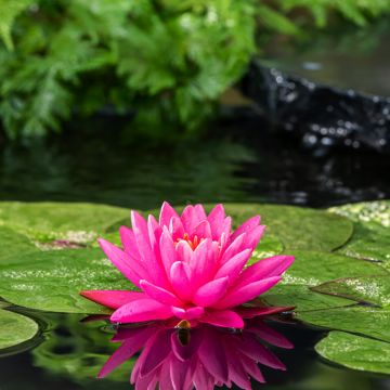 Nymphaea Perry's Magnificent