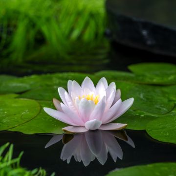 Nymphaea Peter Slocum