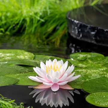 Nymphaea Ray Davies