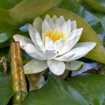 Nymphaea Virginalis