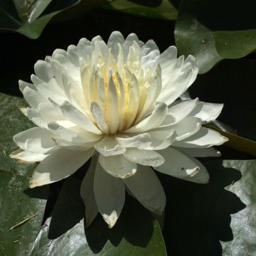 Nymphaea White 1000 Petals