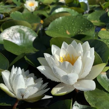 Nymphaea White Sultan