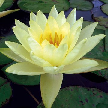 Nymphaea Yellow Enigma