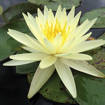 Nymphaea Yellow Queen