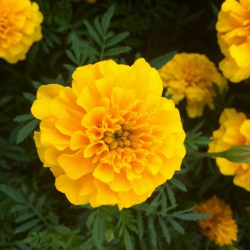 Tagetes patula Queen jaune vif