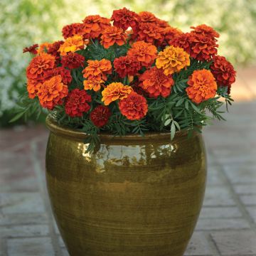 Tagetes Fireball