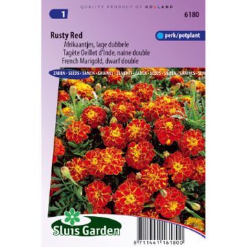 Tagetes patula nana Rusty Red - Tagete nana