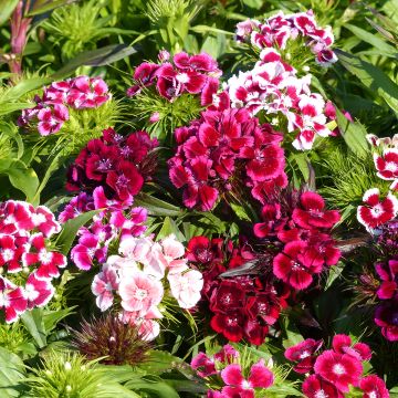 Dianthus barbatus T&M Auricula Eyed mixed - Garofano dei poeti