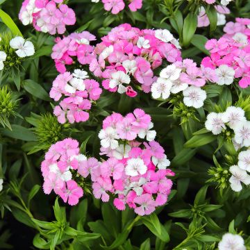 Dianthus barbatus Jolt Pink Magic - Garofano dei poeti