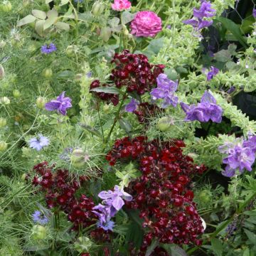 Dianthus barbatus Nigrescens Sooty - Garofano dei poeti