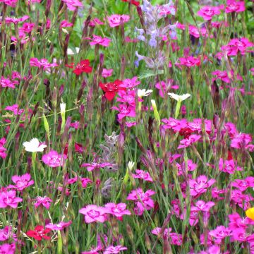 Dianthus deltoides Micro Chips - Garofanino minore