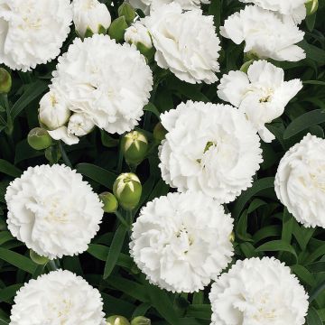 Dianthus Sunflor Cosmos - Garofano